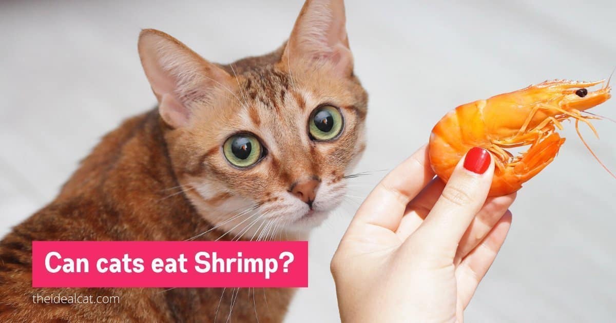 can cats eat shrimp - can cats eat raw shrimp - can cats eat cooked shrimp