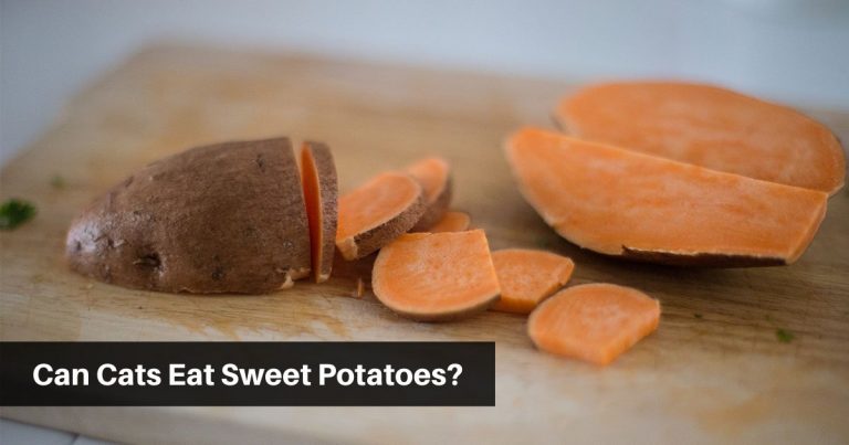 can cats eat sweet potatoes
