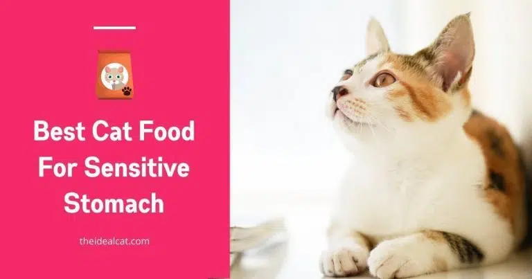 best cat food for sensitive stomachs