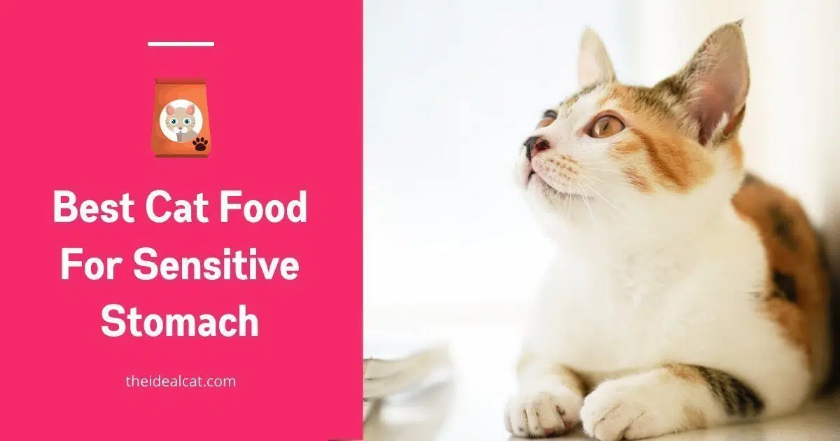 best cat food for sensitive stomachs