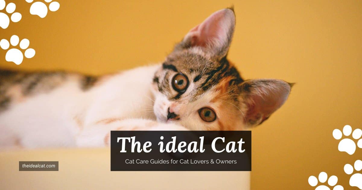 the-ideal-cat-cat-care-guides-for-cat-lovers-owners