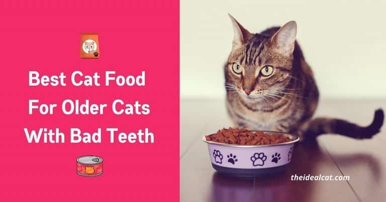 best cat food for older cats with bad teeth + no teeth + teeth problems