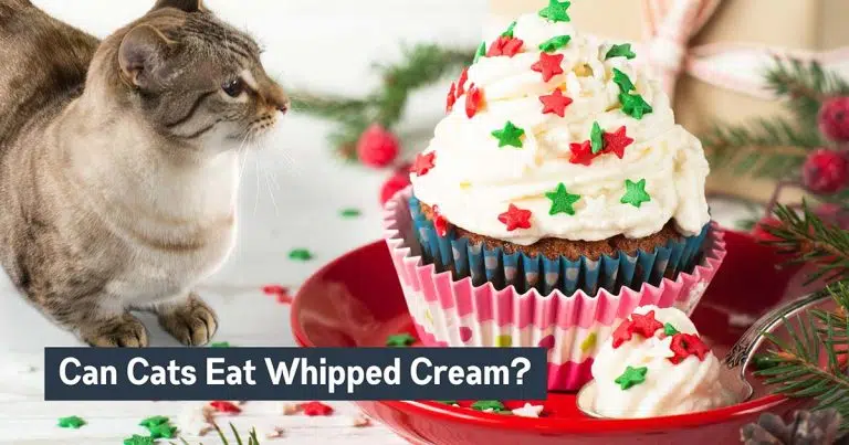 can cats eat whipped cream