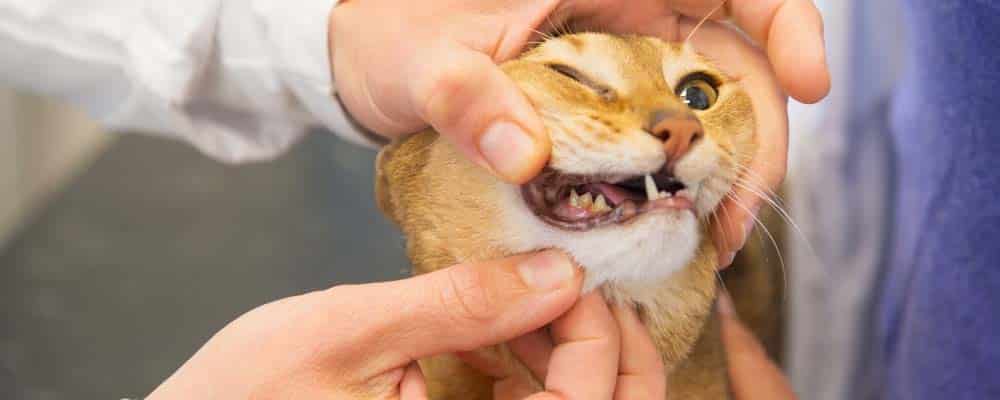 older cat with teeth problem