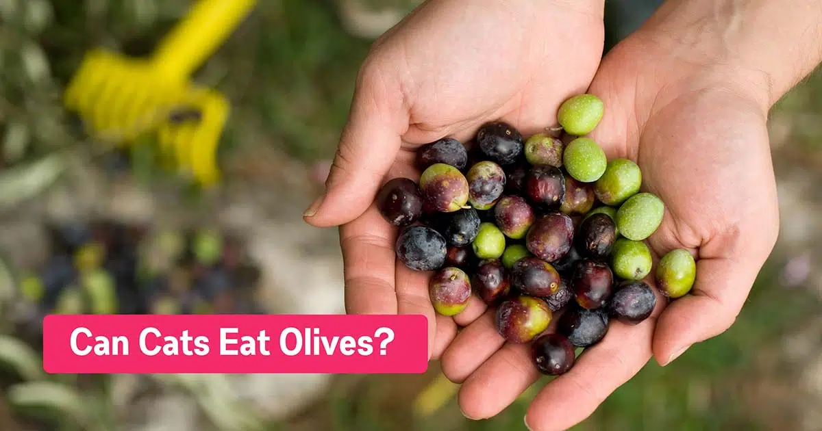 can cats eat olives