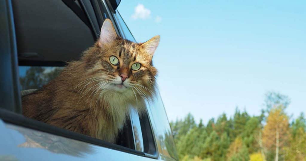 car trips on the road with your pet cat