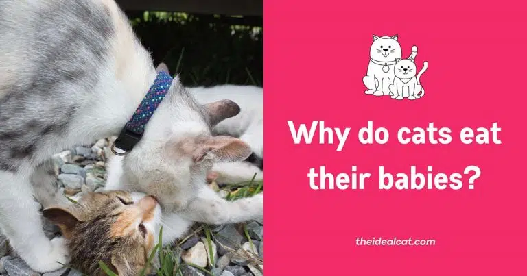 why do cats eat their babies