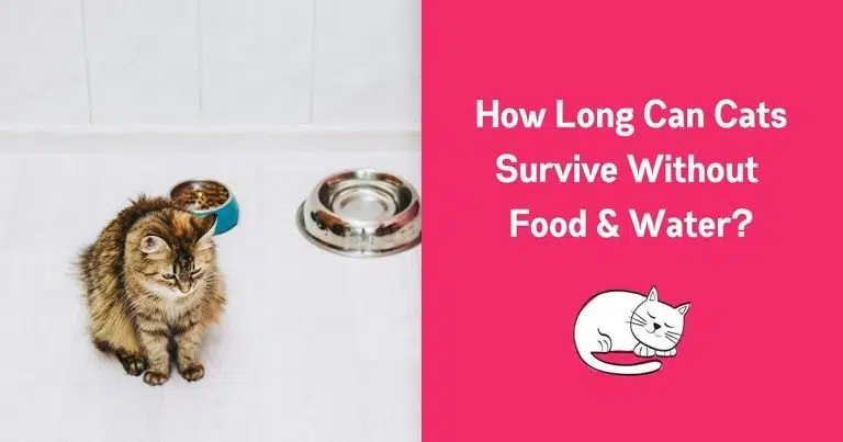 How Long Can a Cat go Without Eating Food or Water 1