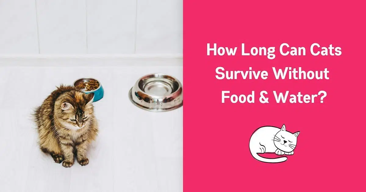 how long can a cat go without eating food or water