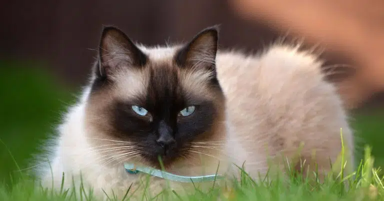 are ragdoll cats hypoallergenic