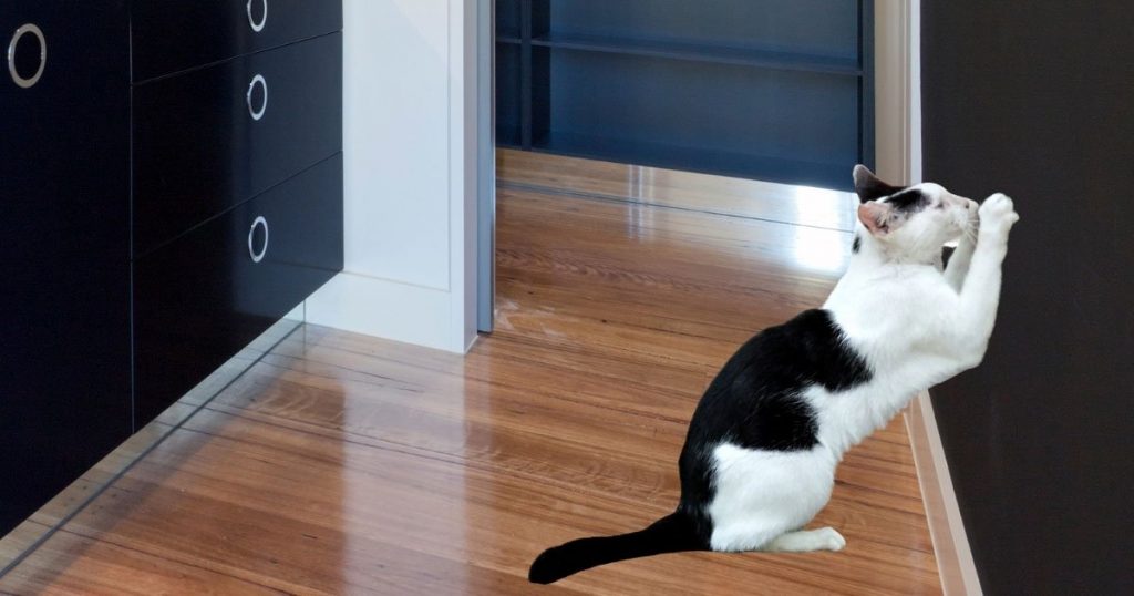 Why Does My Cat Scratch The Walls & How To Stop It?