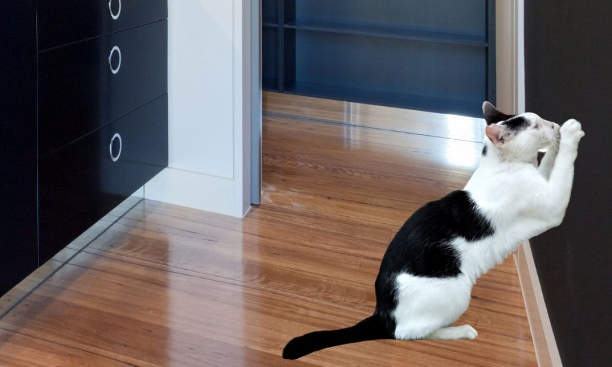 how to get a cat to stop scratching walls