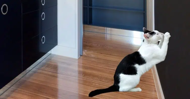 cat scratching walls - why does my cat scratch the wall