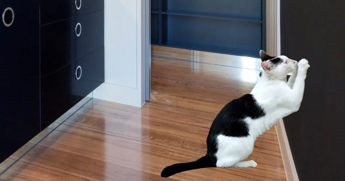 cat scratching walls - why does my cat scratch the wall