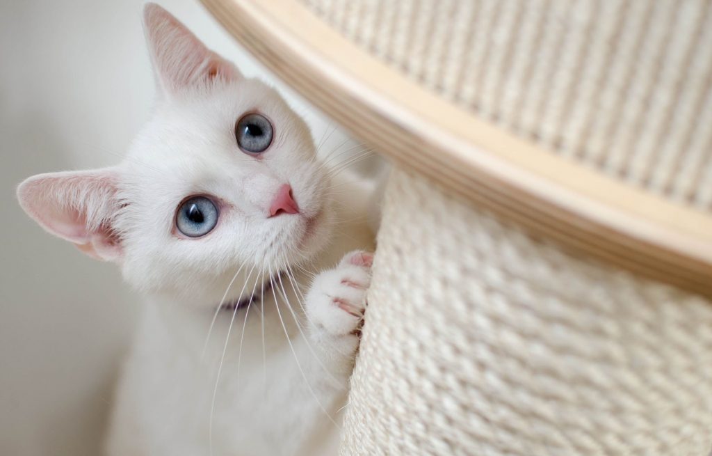 how to stop cats from scratching walls