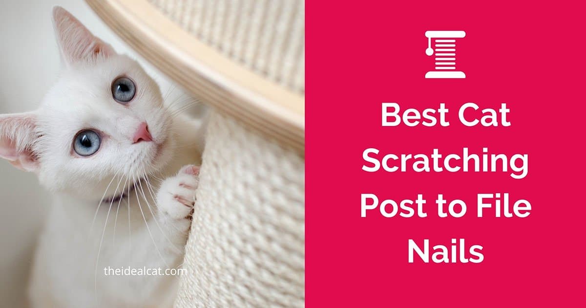 best cat scratching post to file nails