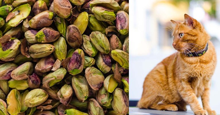 can cats eat pistachios