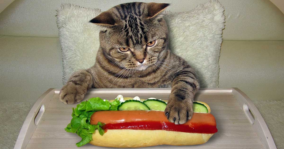 can cats eat hot dogs