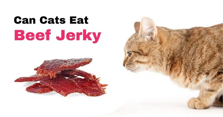 can cats eat beef jerky