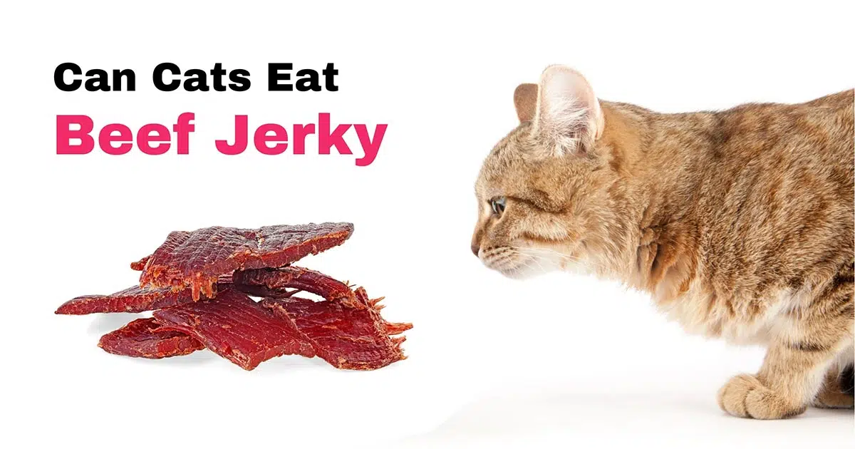 can cats eat beef jerky
