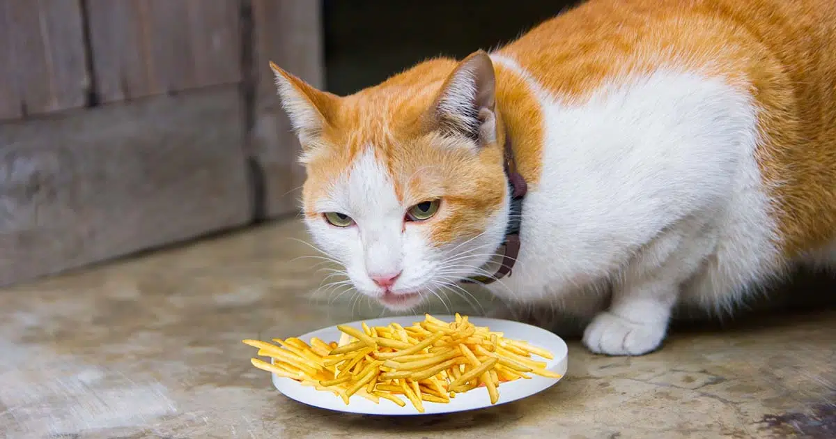 can cats eat french fries, can cats eat fries, are french fries bad for cats, can cats have french fries, cat fries