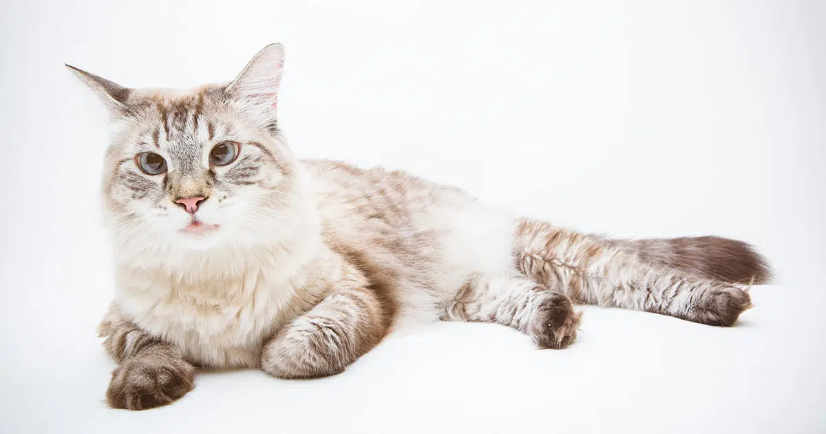 lynx point siamese cat