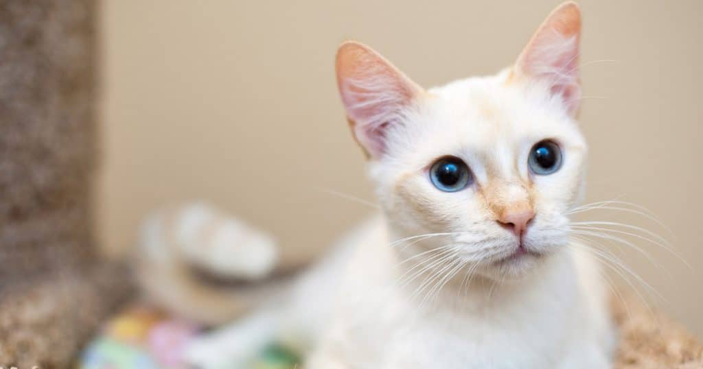 Flame Point Siamese Cat | Personality, Price and Adoption | The ideal cat