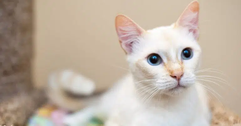 Flame Point Siamese Cat