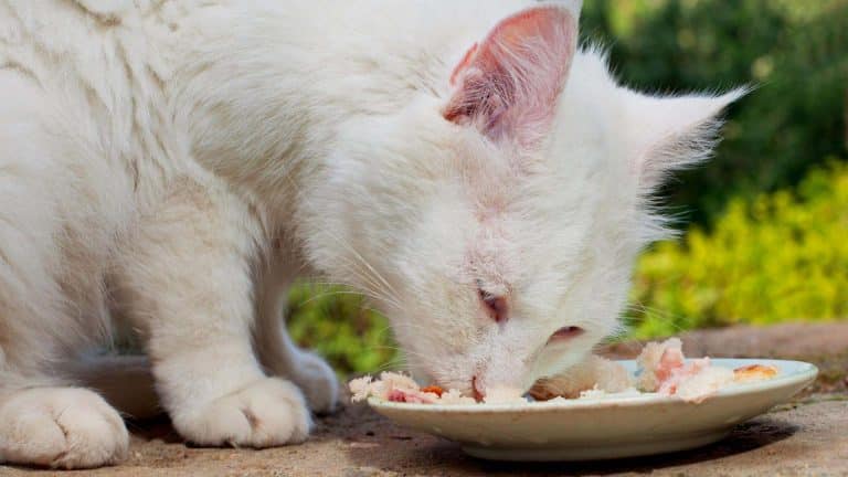 best cat food for outdoor cats