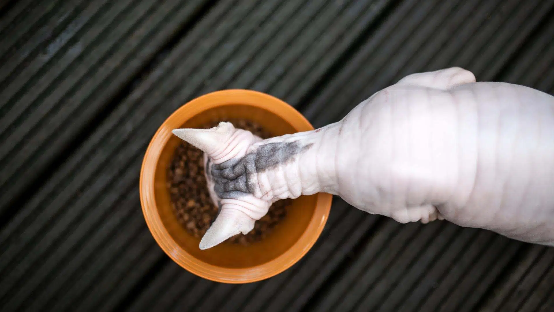 best cat food for sphynx