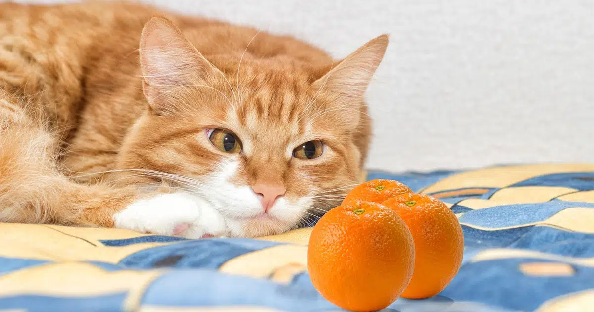 can cats eat oranges