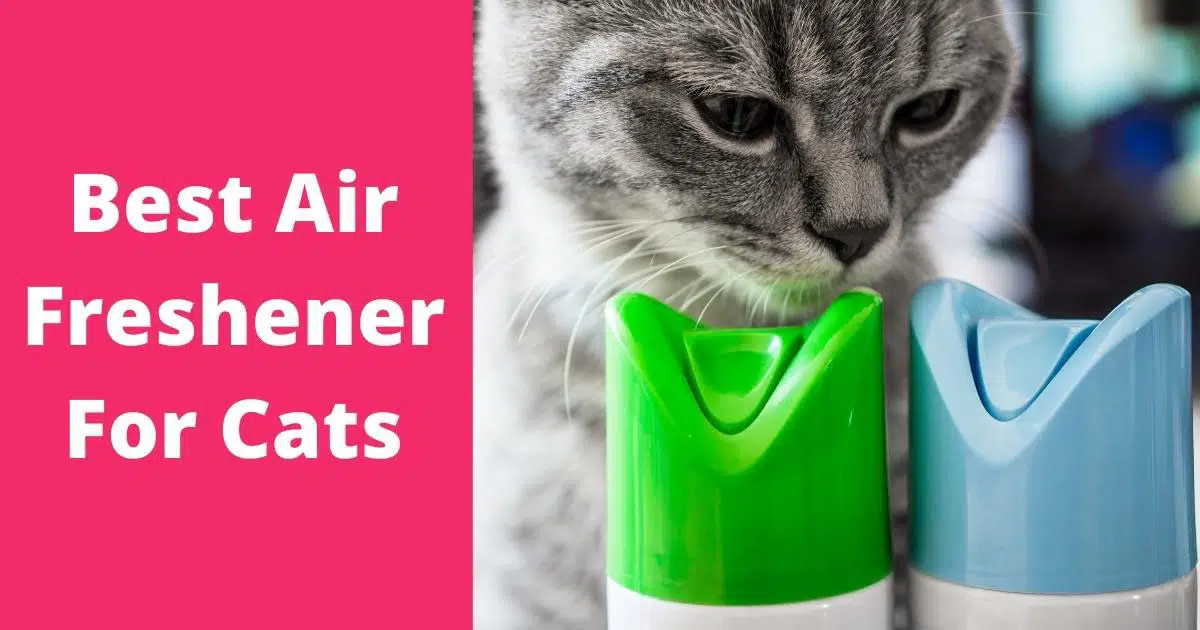 best air freshener for cats