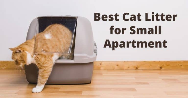 best cat litter for small apartment