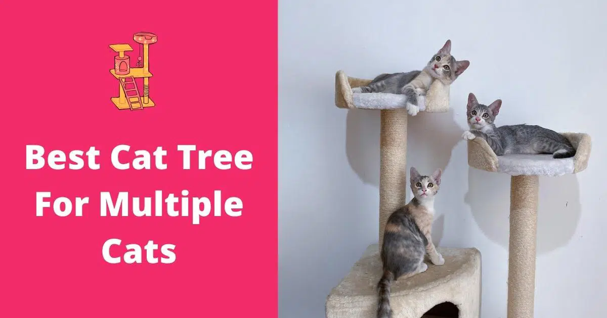 best cat tree for multiple cats