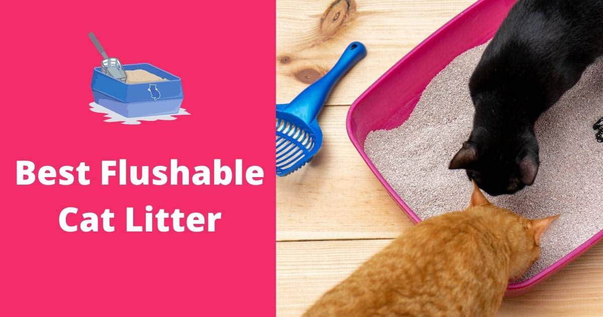 best flushable cat litter