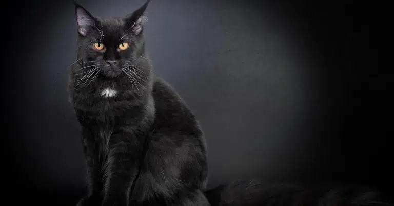 black maine coon, black maine coon cat, black maine coon kitten,