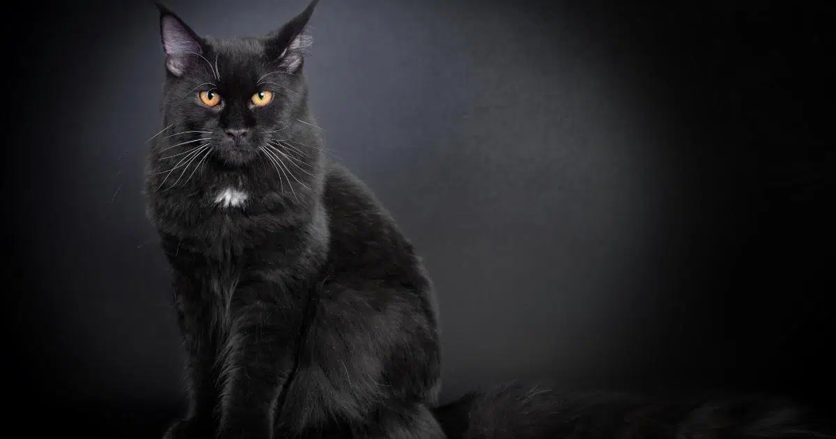 black maine coon, black maine coon cat, black maine coon kitten,