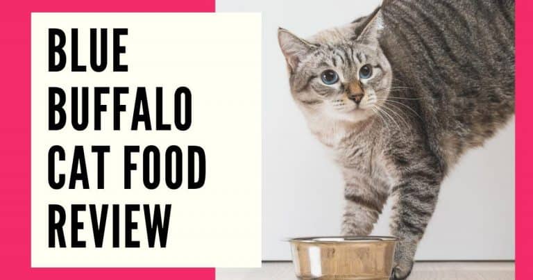 blue buffalo cat food review