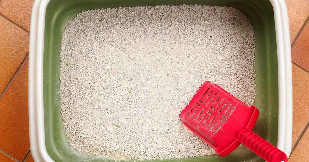 how often to change cat litter