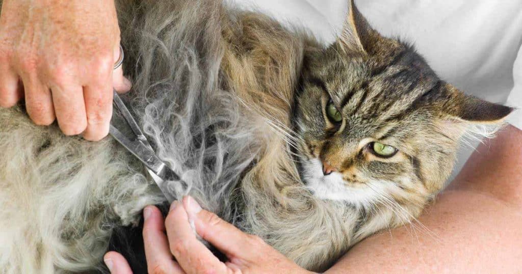Why Does My Cat Have Matted Fur? Dealing with Dematting and More The