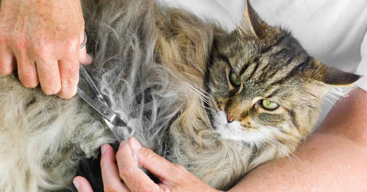 why-does-my-cat-have-matted-fur-dealing-with-dematting-and-more-the