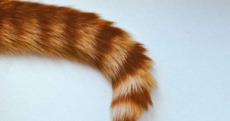 why does my cat slap me with his tail