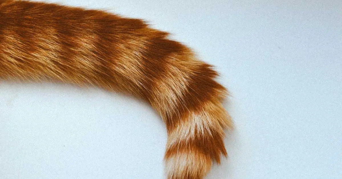 why does my cat slap me with his tail