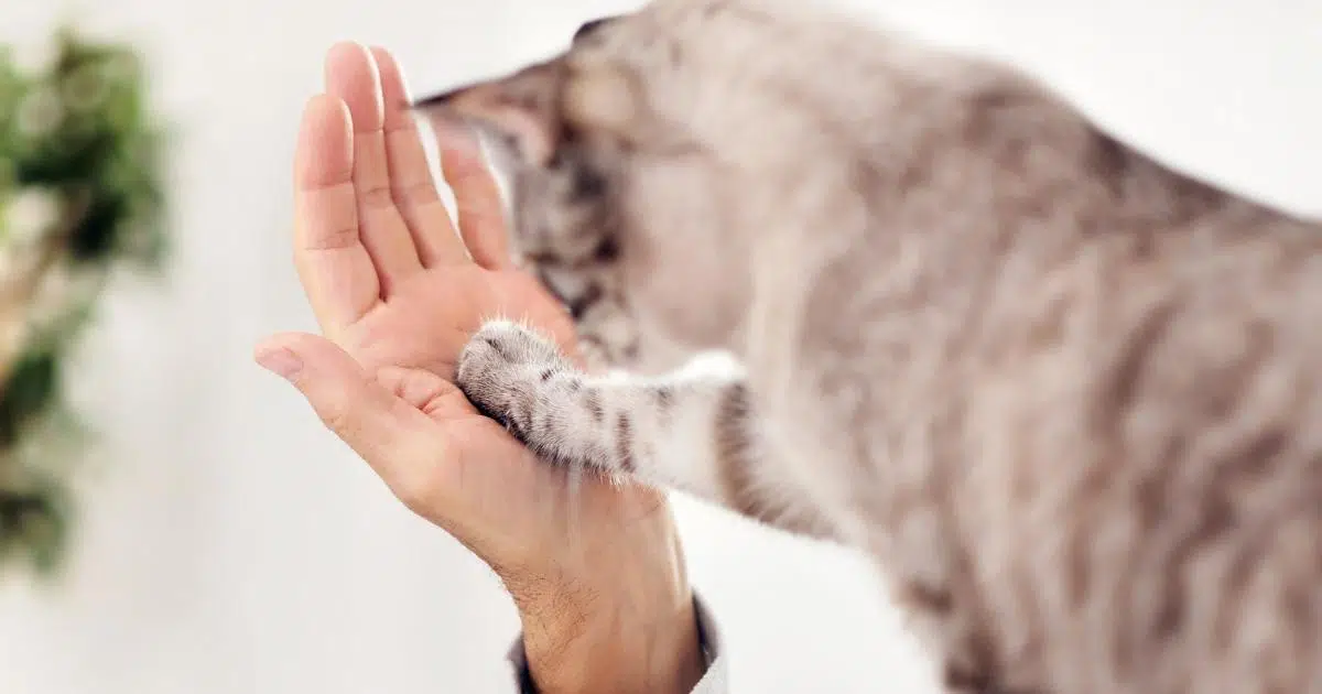 why does my cat touch my face