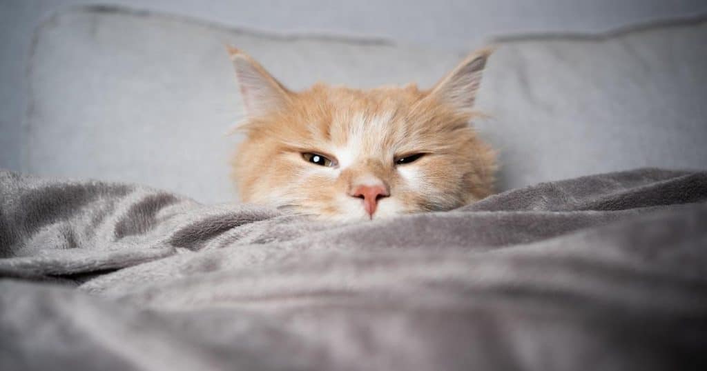Why Is My Cat Licking My Blanket When I'm Sleeping? 6 Reasons Why It