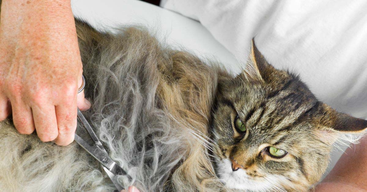 how to get rid of matted cat fur