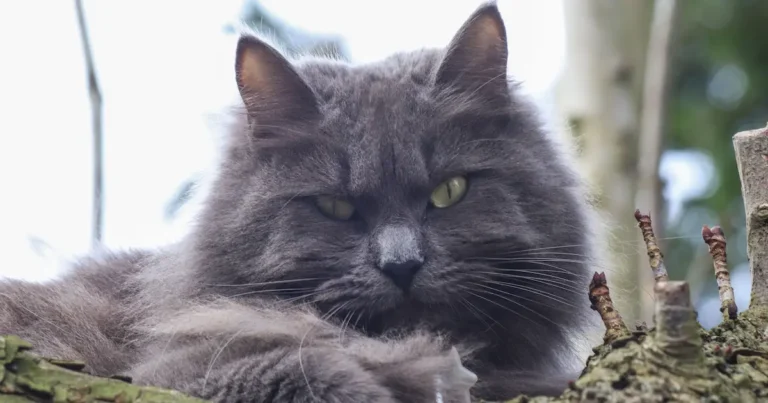 nebelung cat