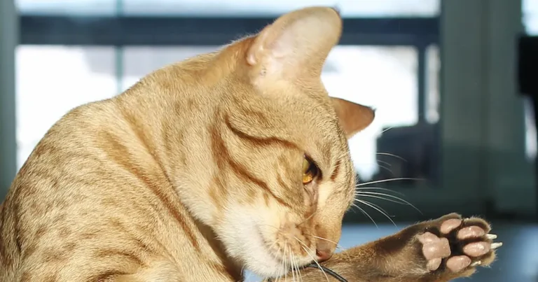 ocicat