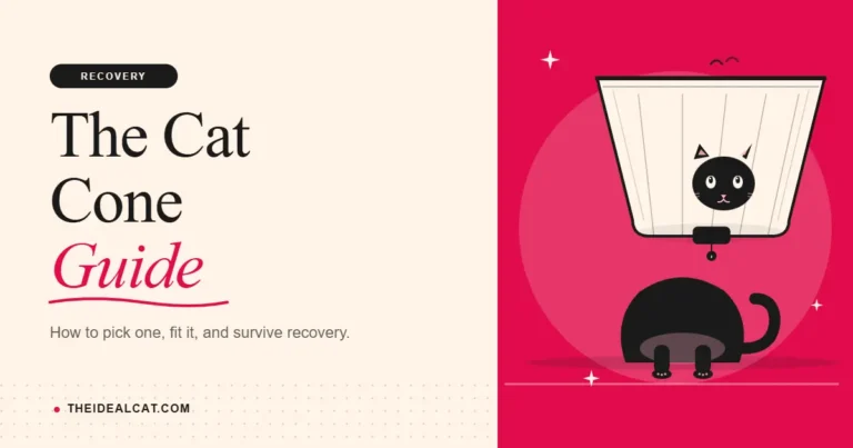 cat cone