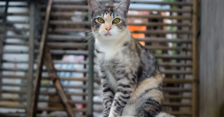 american wirehair cat